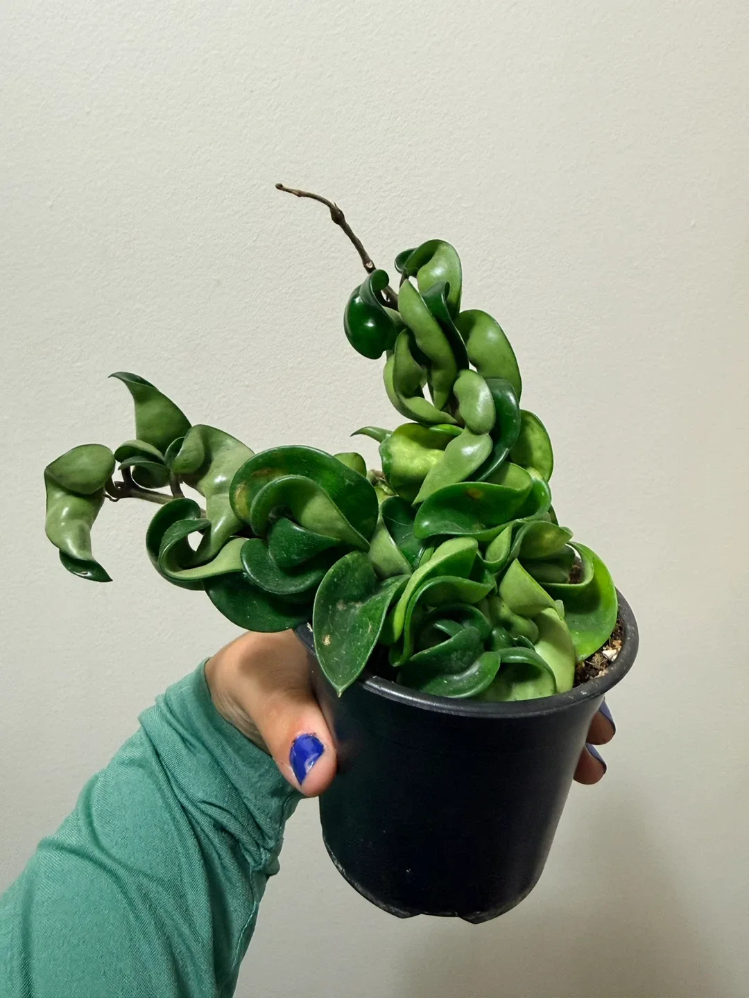 Hoya Compacta Plant image indicator(2)