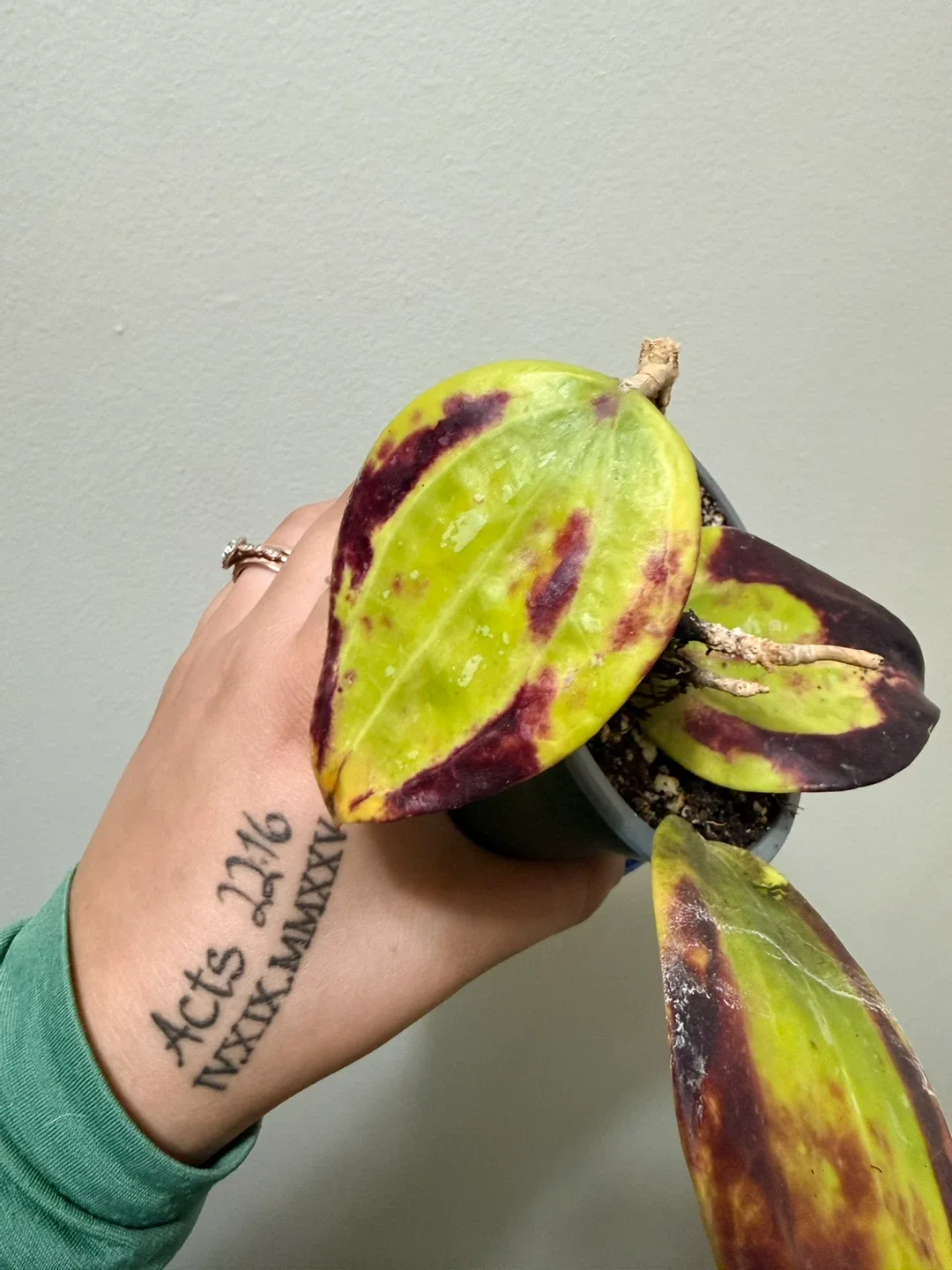 Sun Stressed Hoya Bai Bua (RARE) image indicator(4)