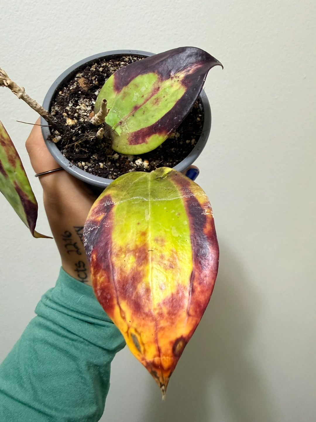 Sun Stressed Hoya Bai Bua (RARE) - photo 2