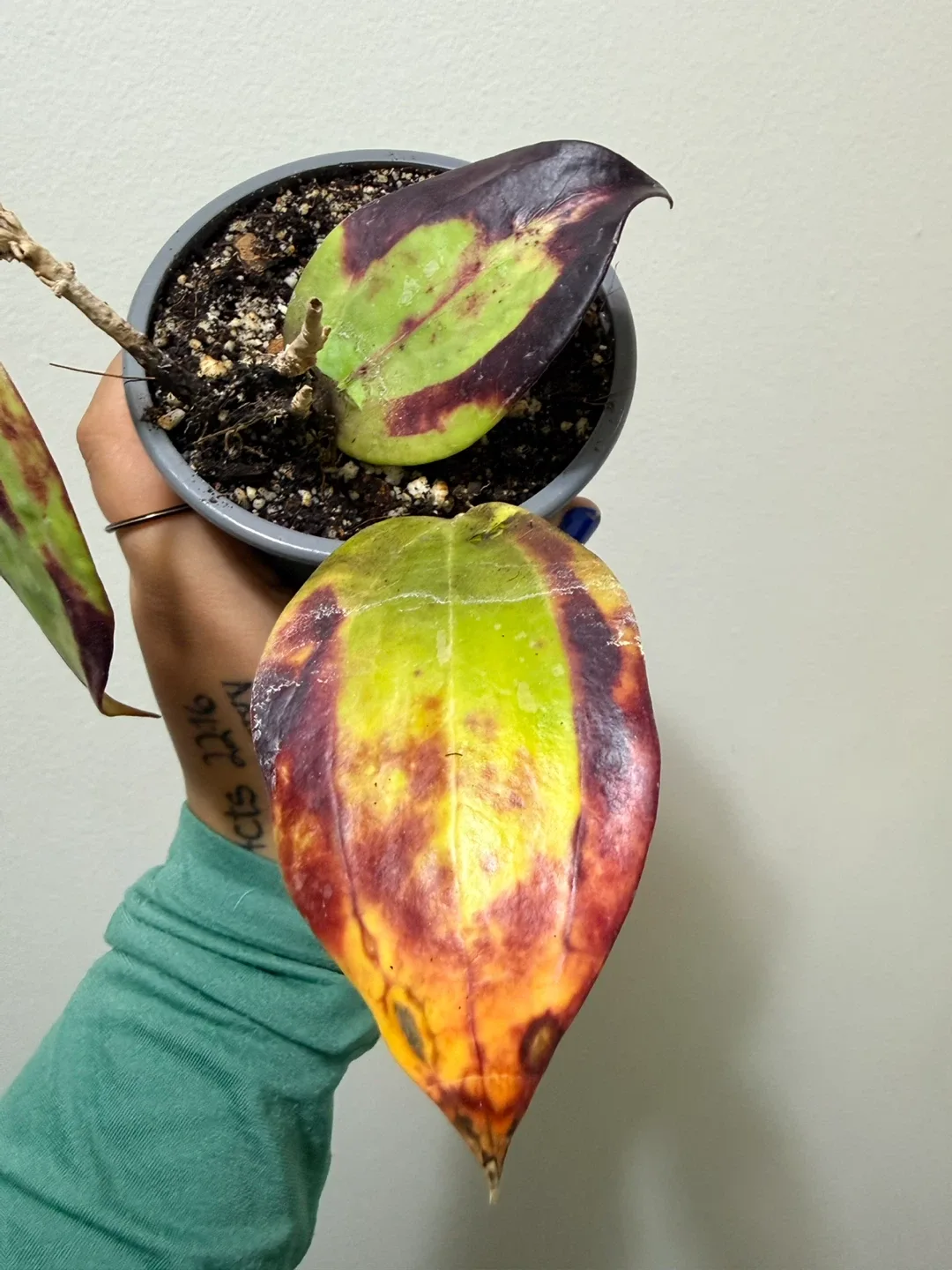 Sun Stressed Hoya Bai Bua (RARE) image indicator(2)