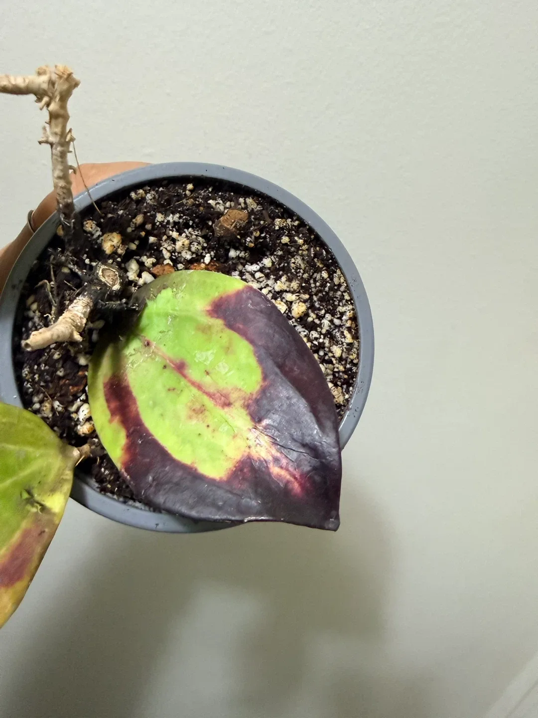 Sun Stressed Hoya Bai Bua (RARE) image indicator(3)