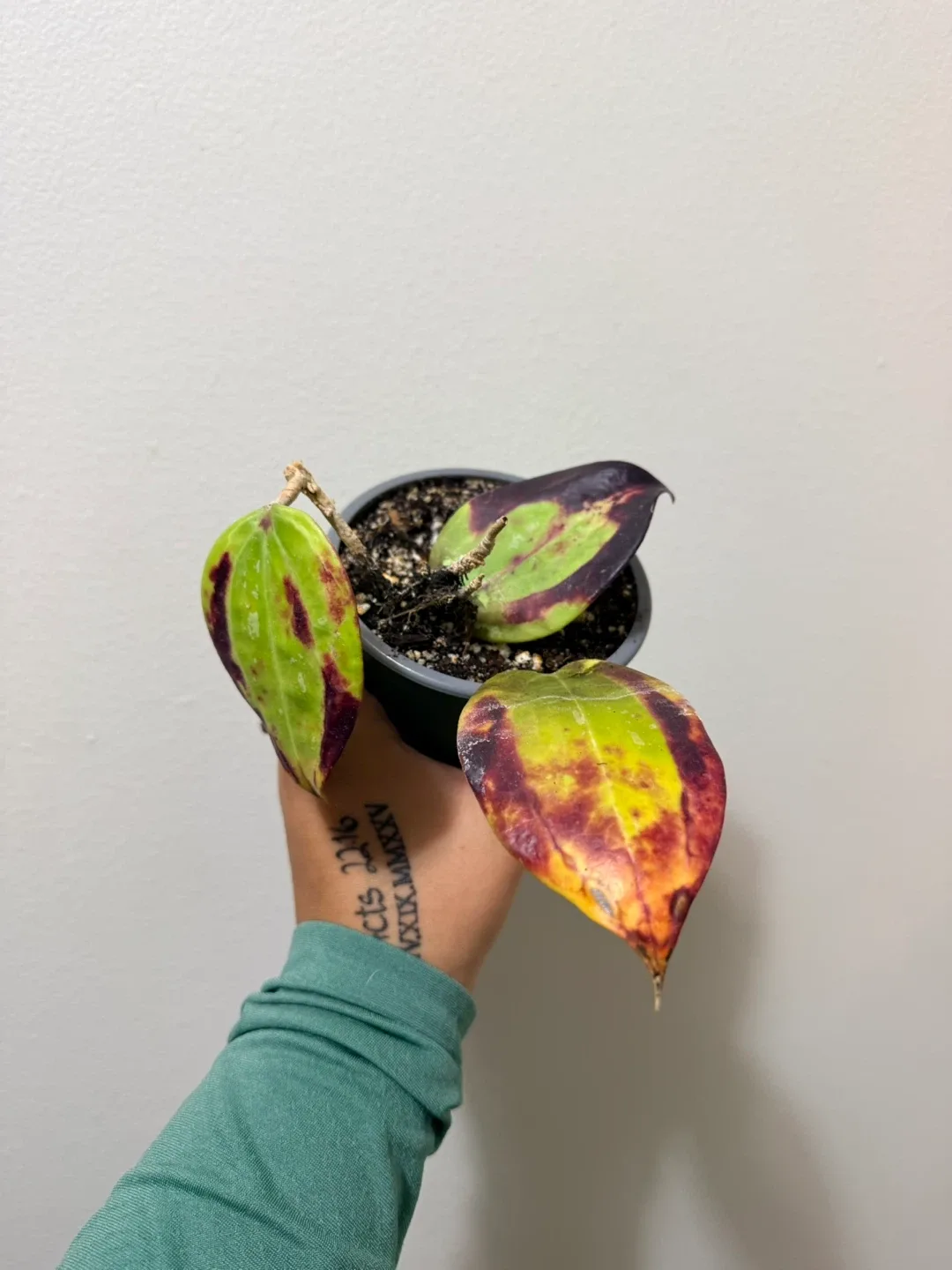 Sun Stressed Hoya Bai Bua (RARE)