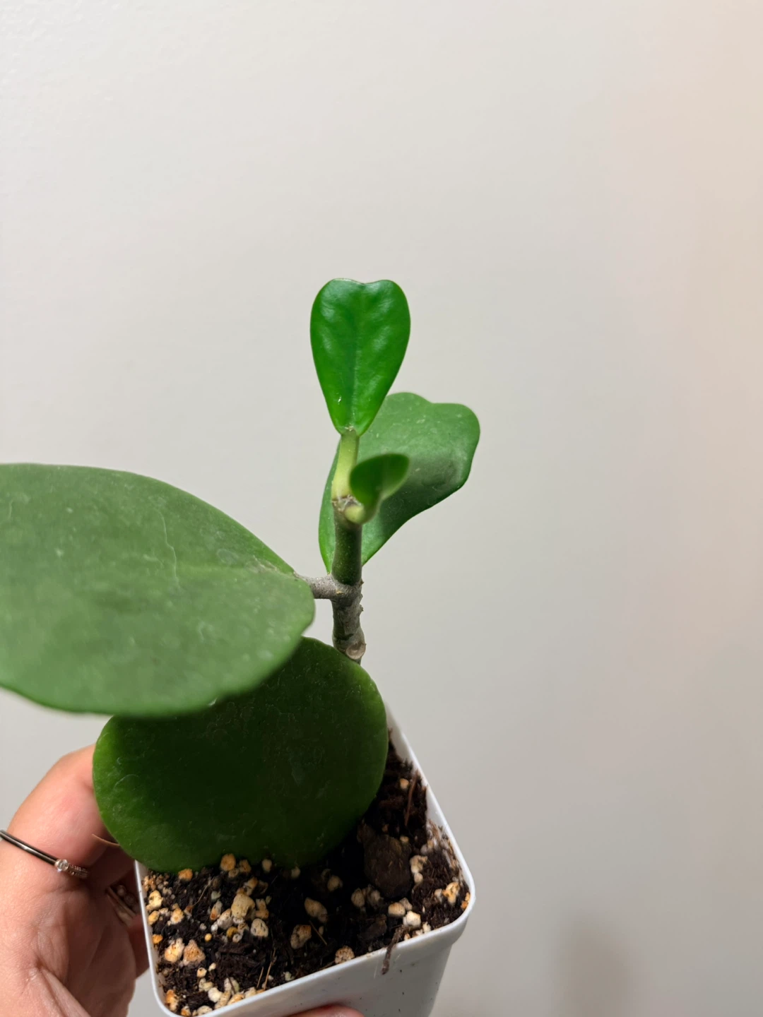 Hoya Kerrii Plant - photo 3