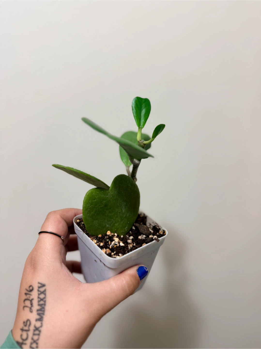 Hoya Kerrii Plant - photo 2