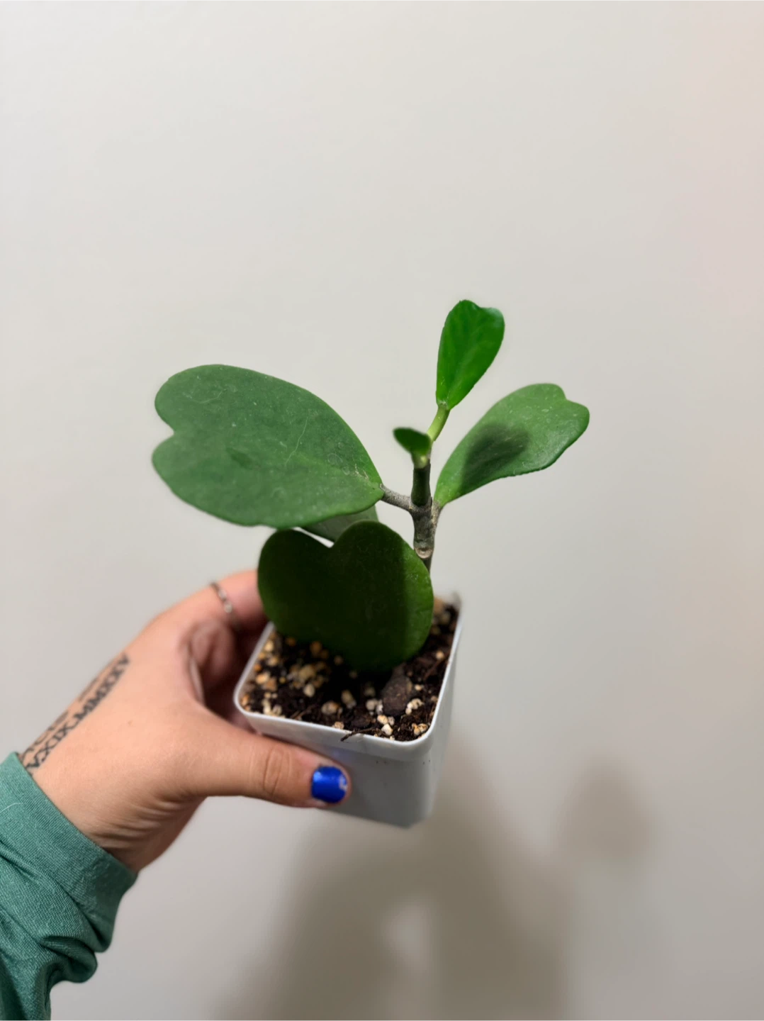 Hoya Kerrii Plant