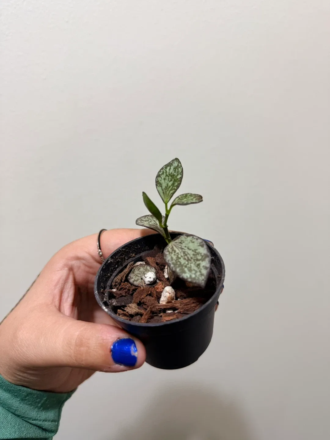 Hoya IR-26 (RARE) image indicator(2)