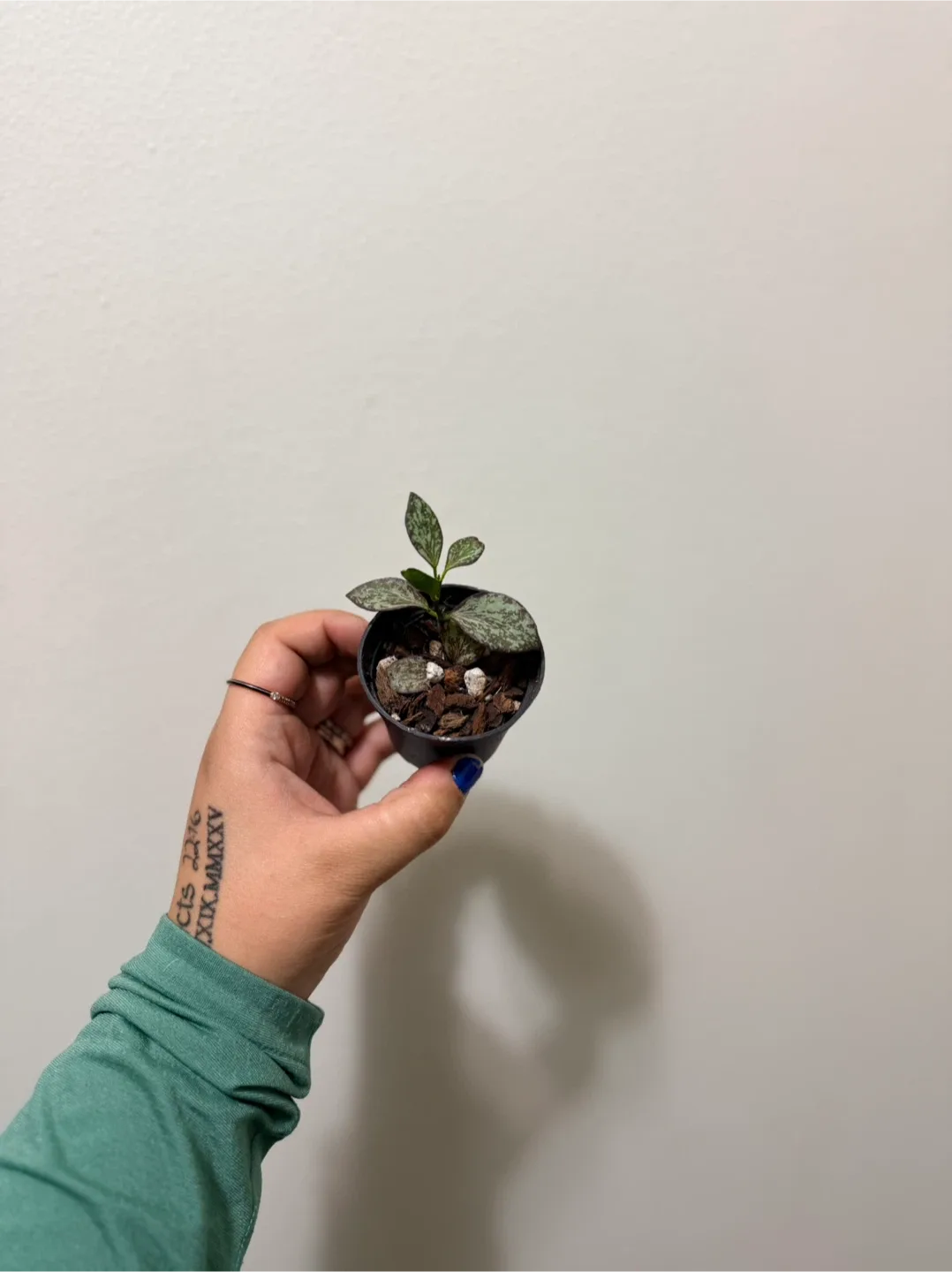 Hoya IR-26 (RARE) image indicator(3)