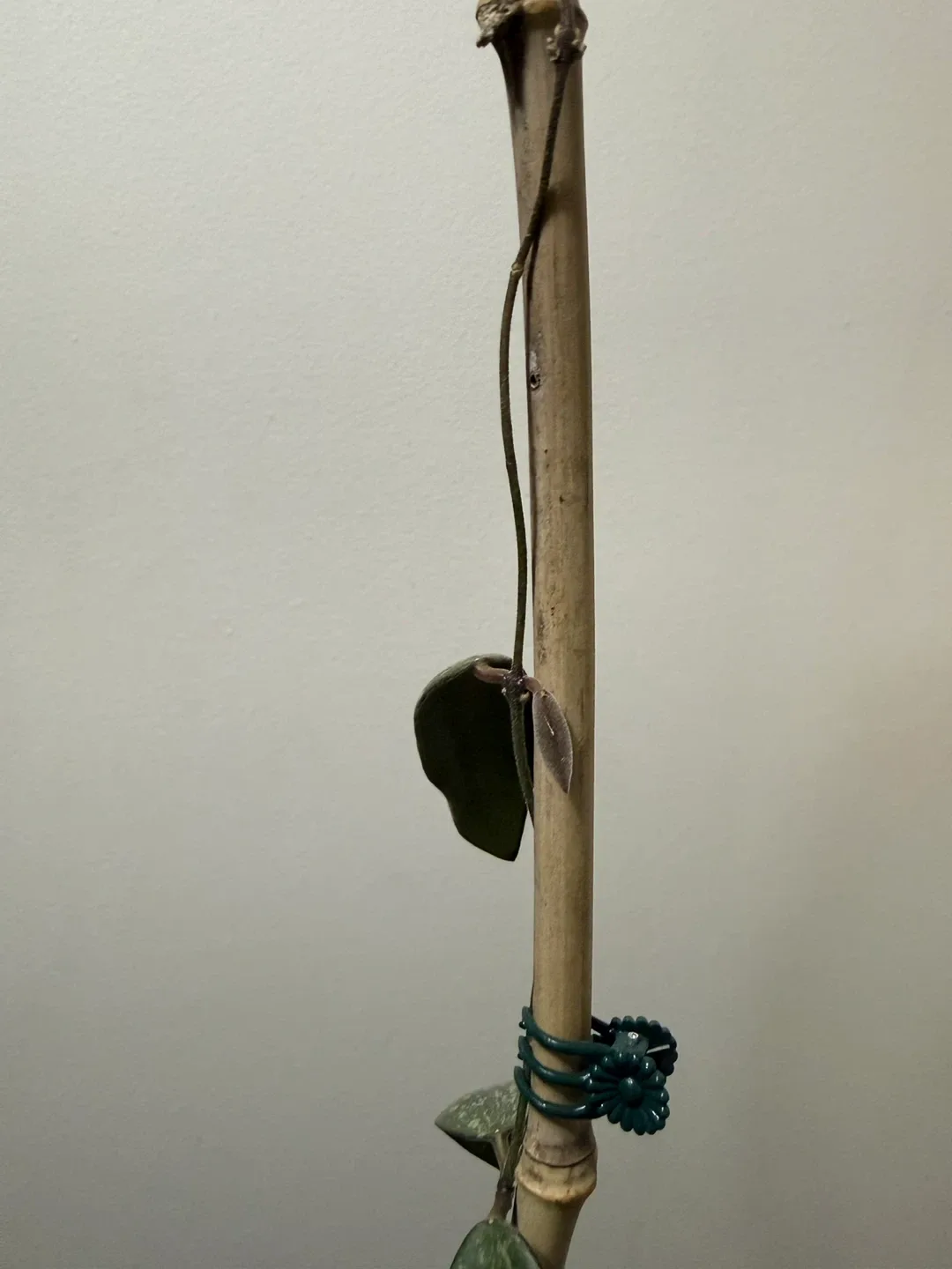 Hoya Siggilatis with Trellis image indicator(2)