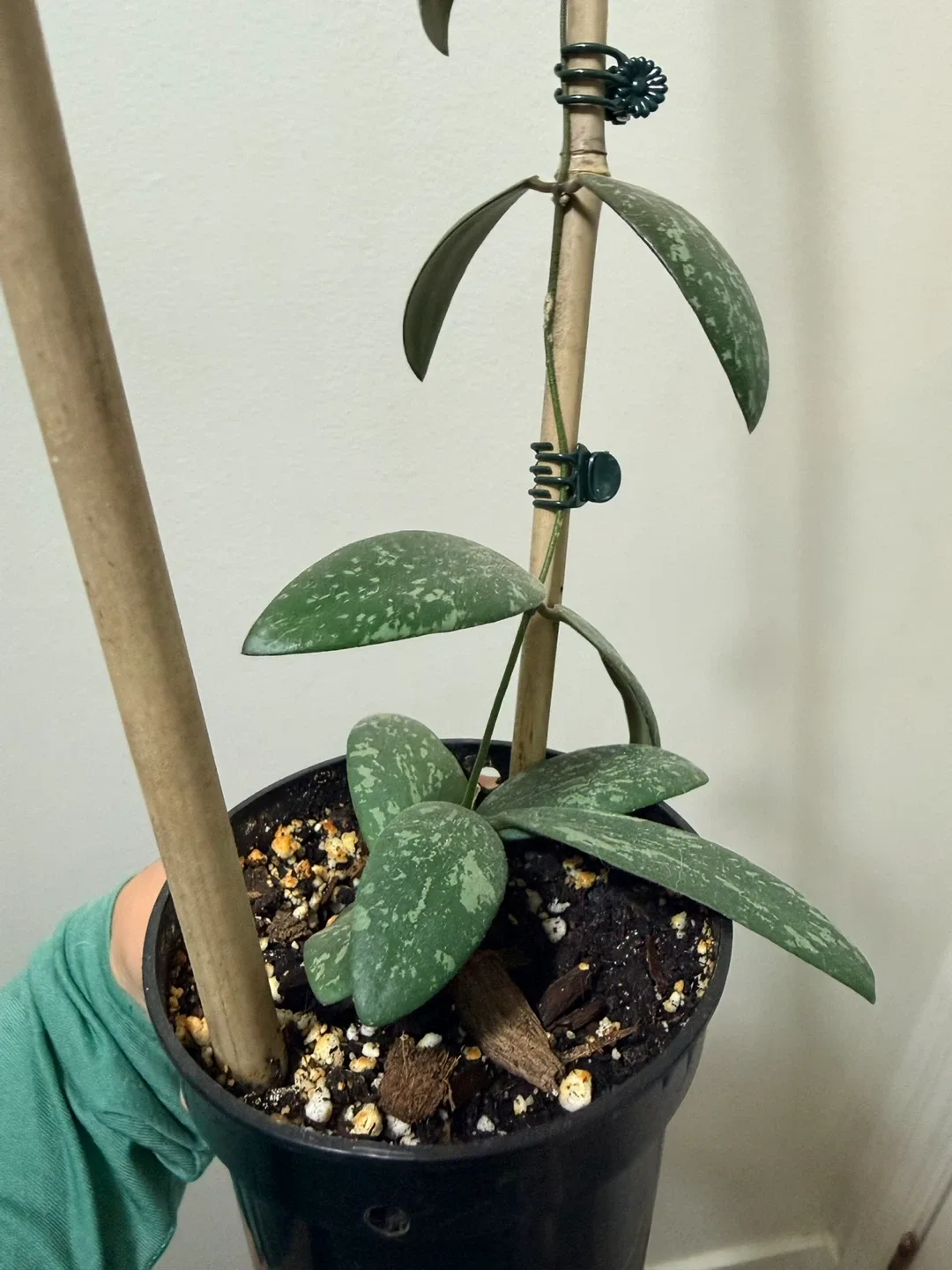 Hoya Siggilatis with Trellis image indicator(3)