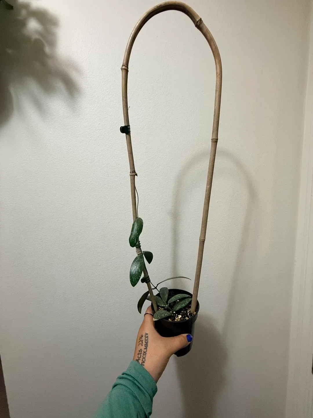 Hoya Siggilatis with Trellis thumbnail