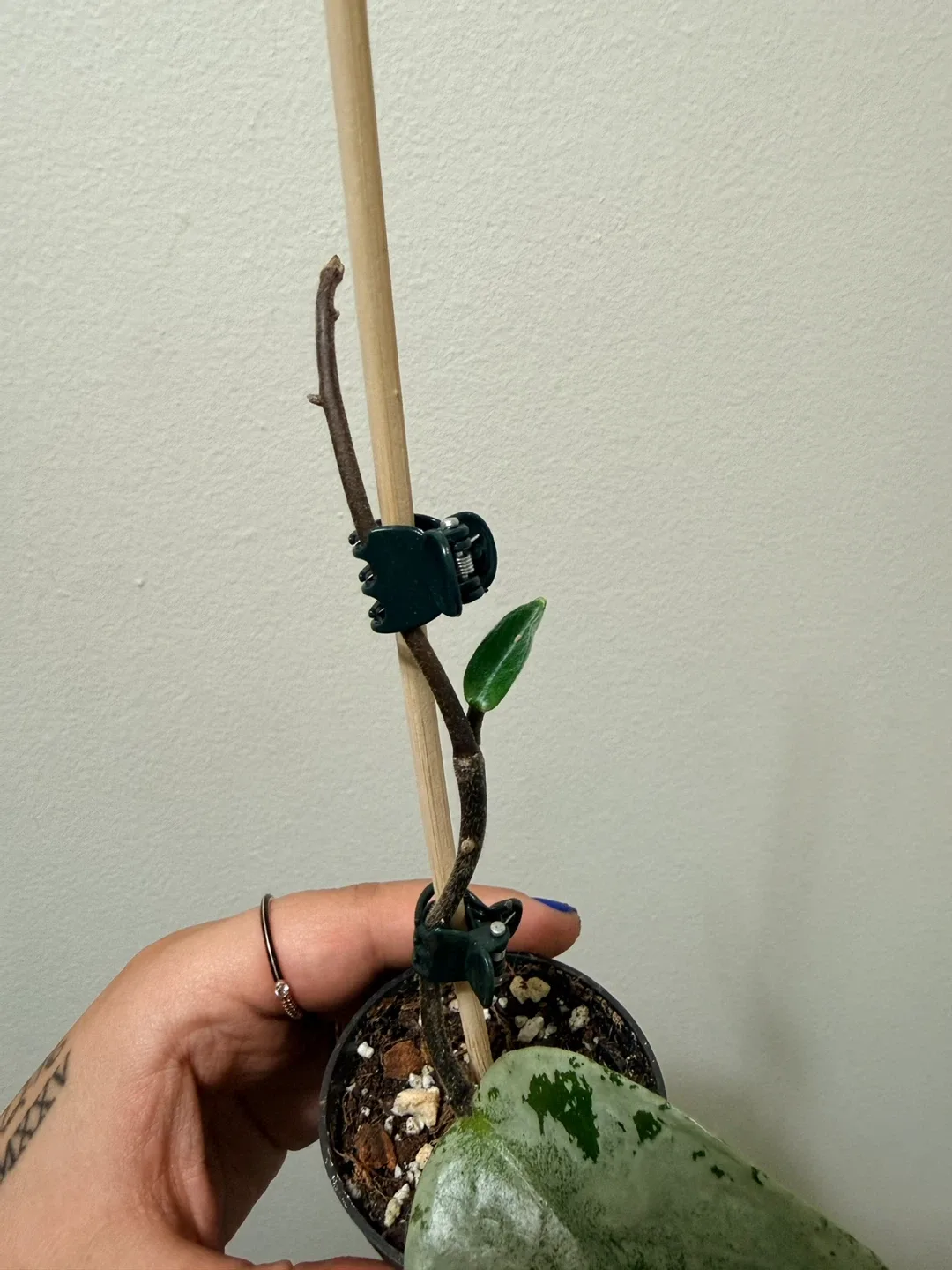 Hoya Grey Ghost Plant image indicator(2)