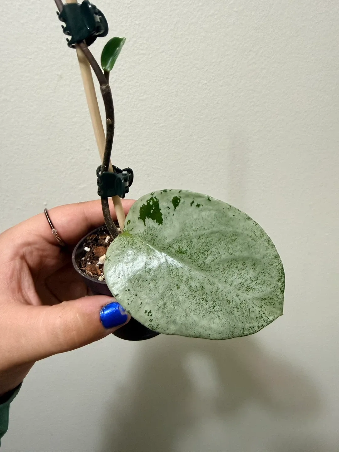 Hoya Grey Ghost Plant image indicator(3)