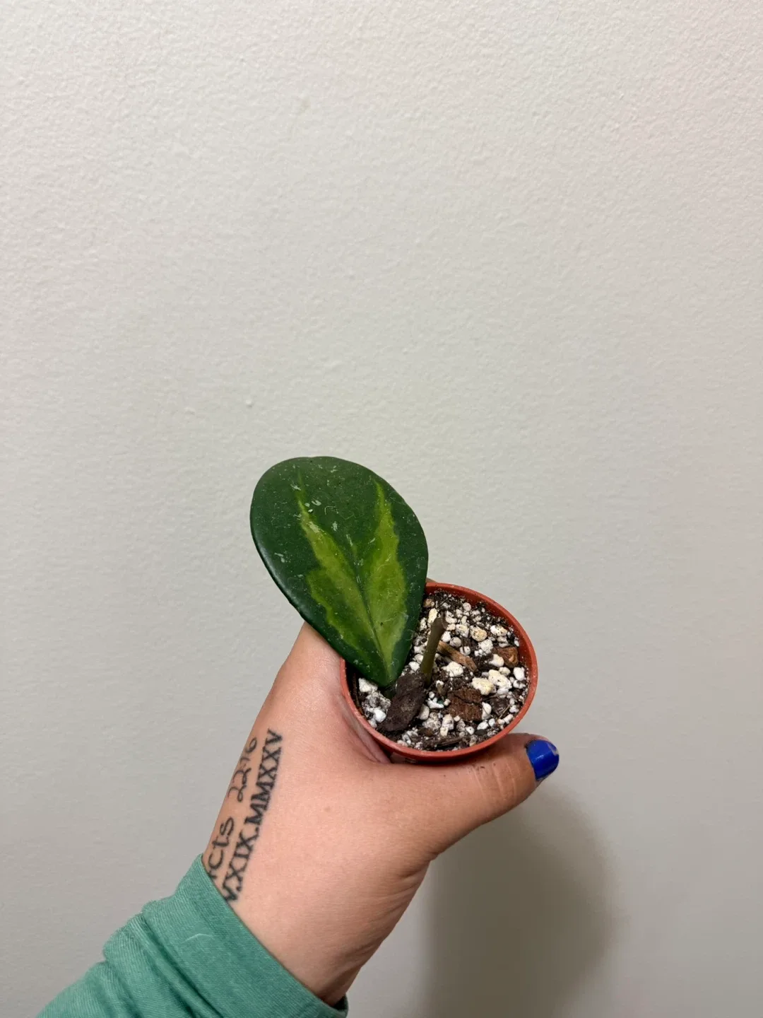 Hoya Ovobata Variegated image indicator(2)