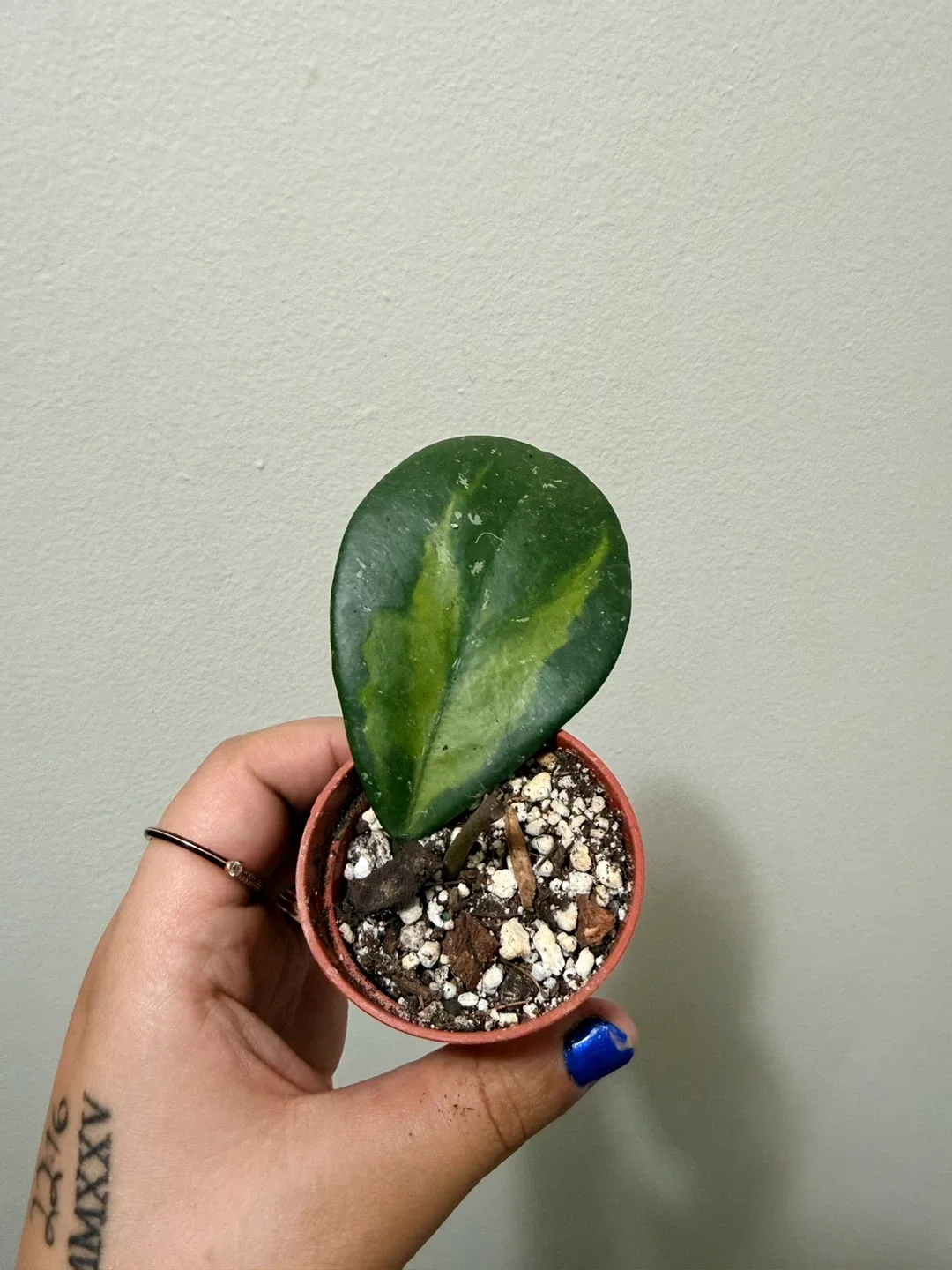 Hoya Ovobata Variegated thumbnail