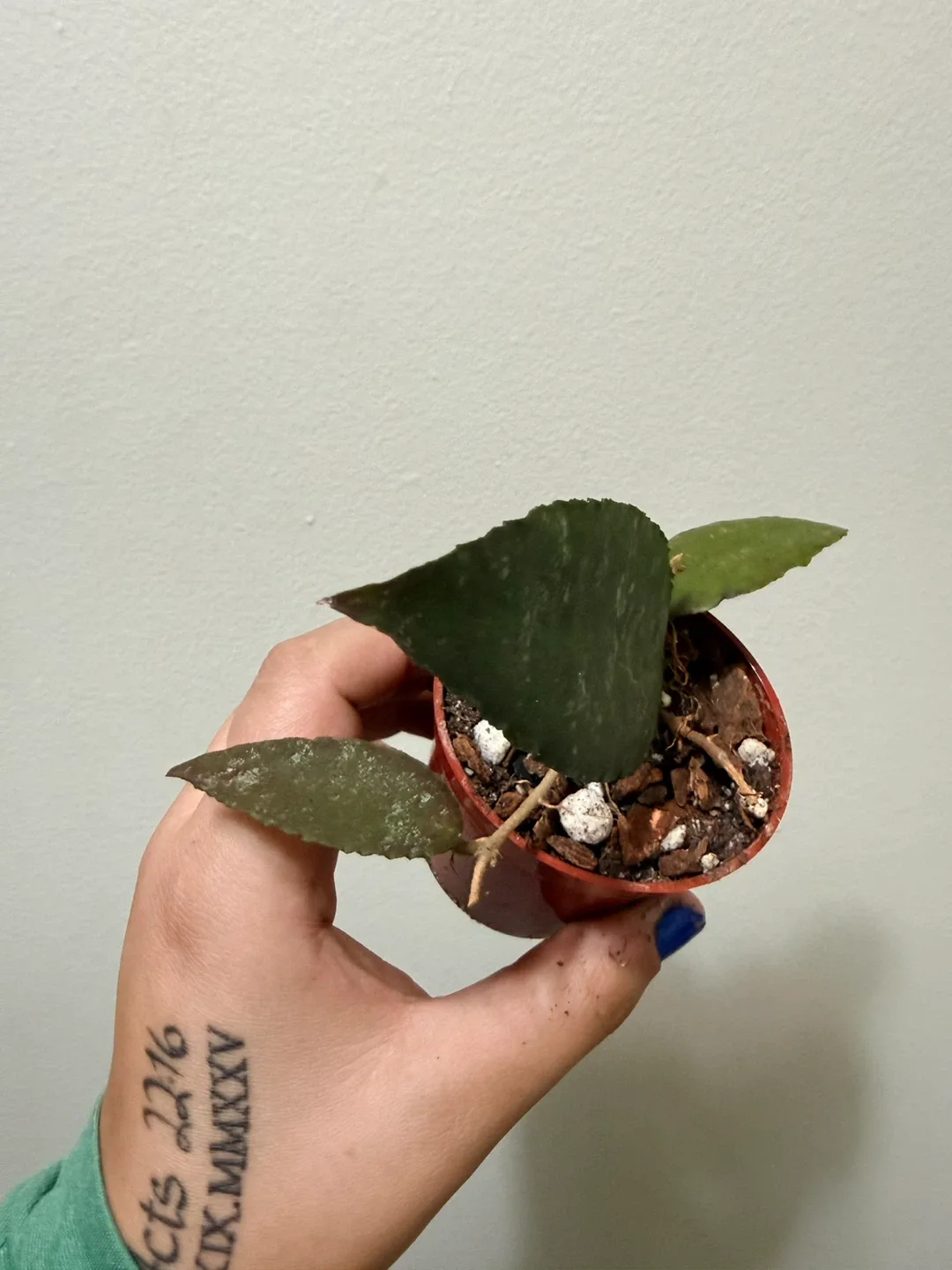 Hoya Caudata image indicator(2)