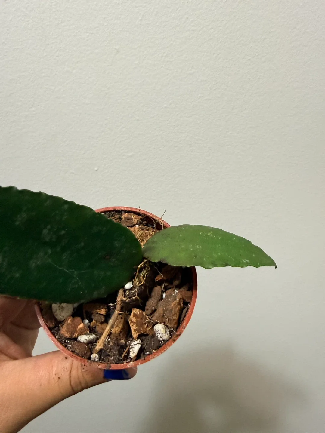 Hoya Caudata image indicator(3)