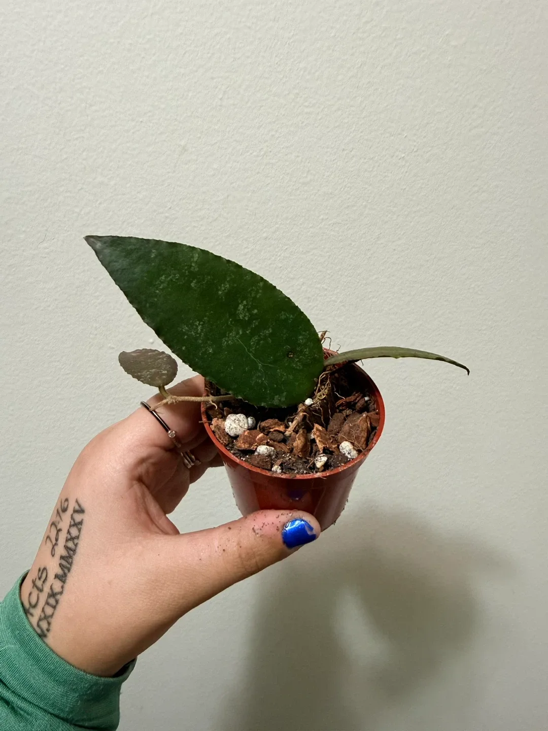 Hoya Caudata thumbnail
