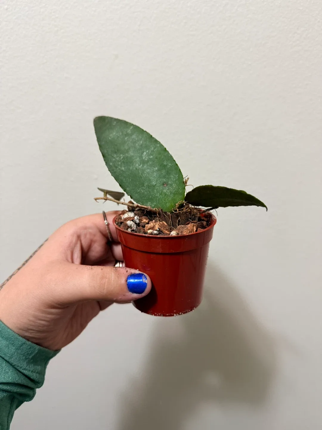 Hoya Caudata image indicator(4)