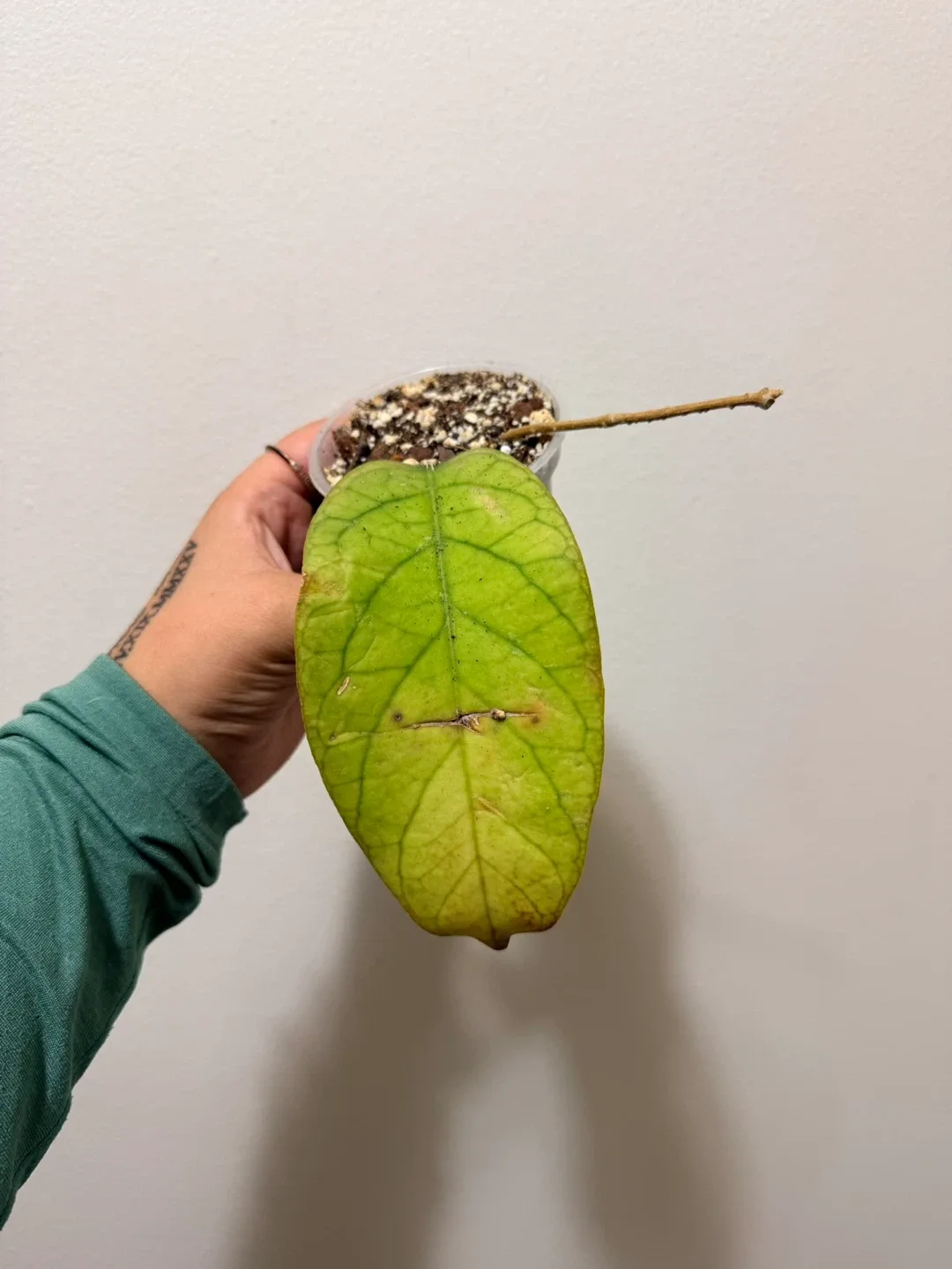 Hoya Vitellinoides (Rooted Cutting) image indicator(3)