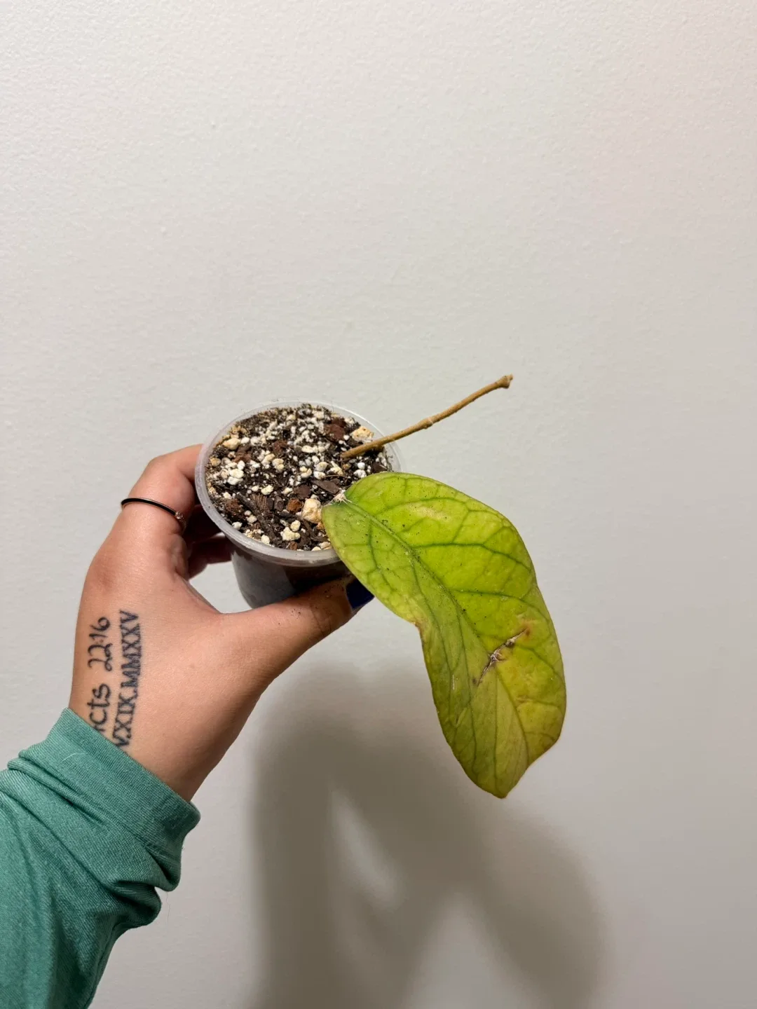 Hoya Vitellinoides (Rooted Cutting) image indicator(2)