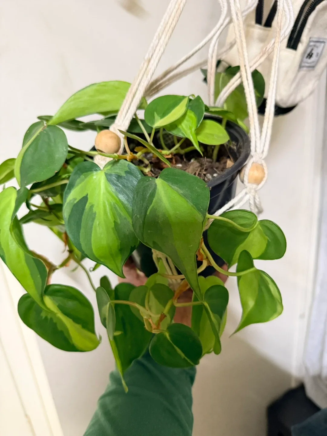 Potted Philodendron Hederaceum 'Brasil' image indicator(3)