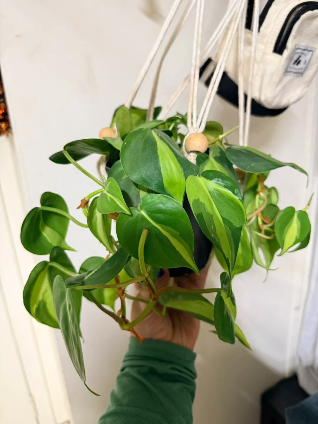 Potted Philodendron Hederaceum 'Brasil' image indicator(2)