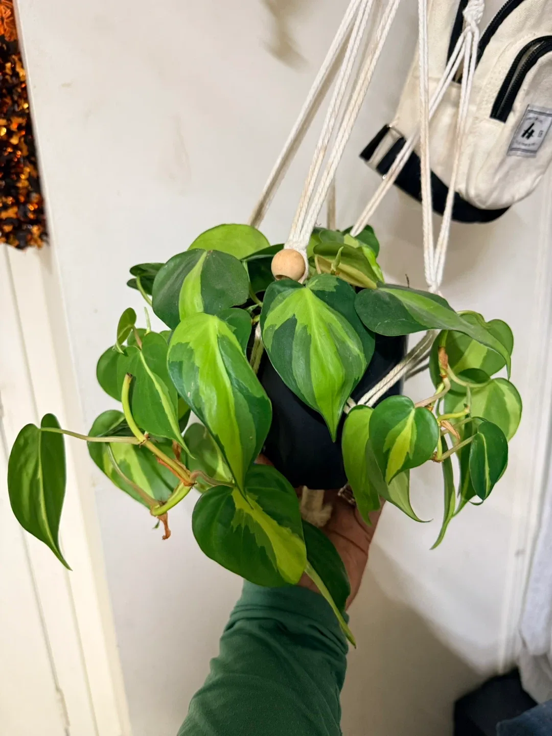 Potted Philodendron Hederaceum 'Brasil'