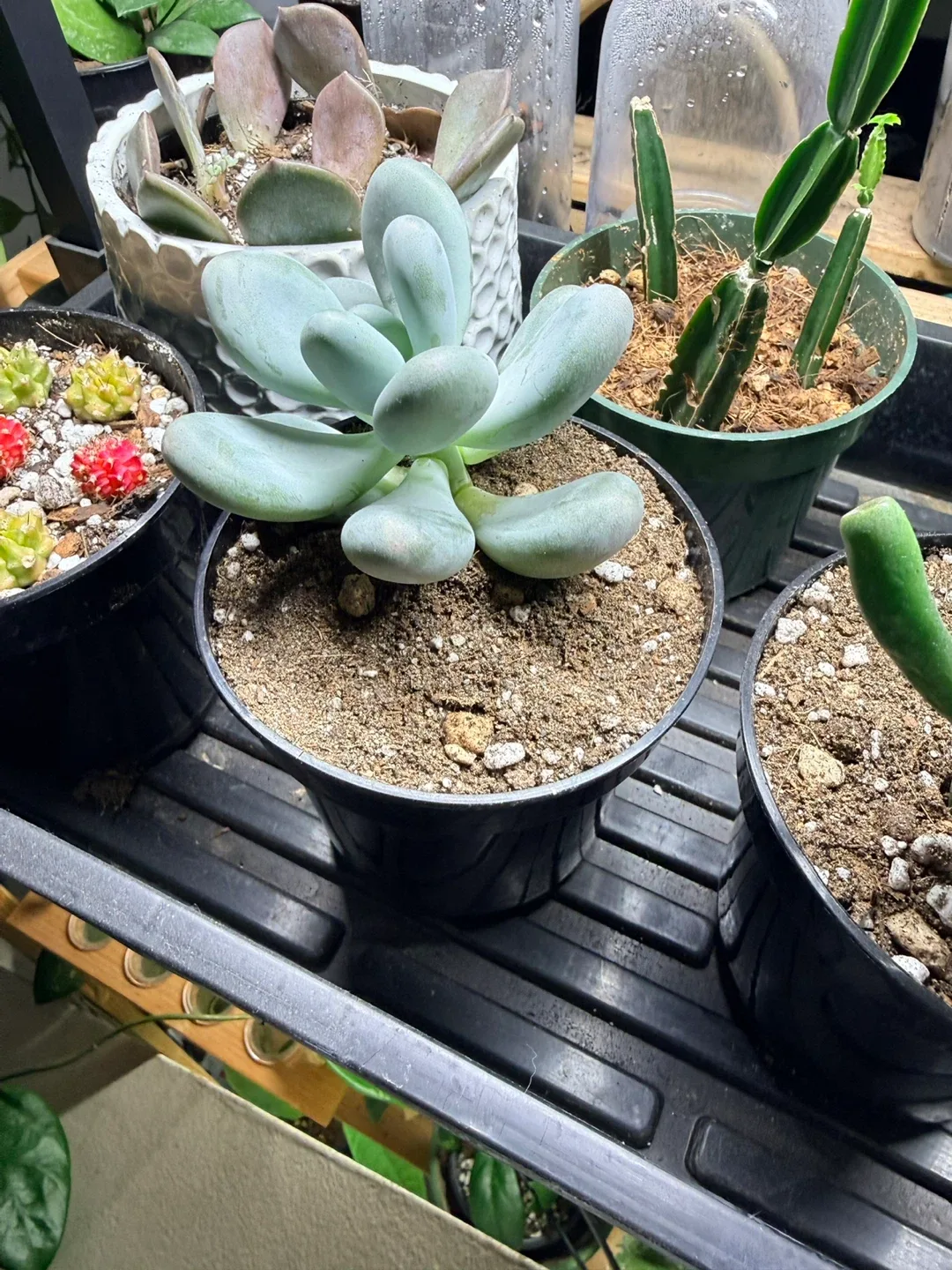 Potted Moonstone Succulent image indicator(2)