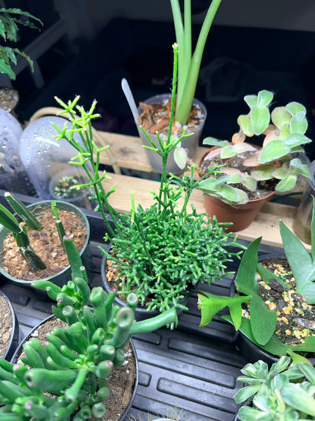 Pencil Cactus Plant