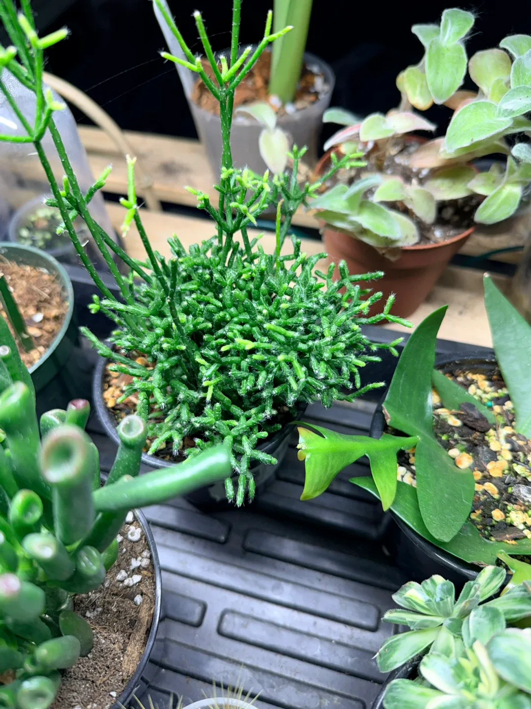 Pencil Cactus Plant image indicator(2)