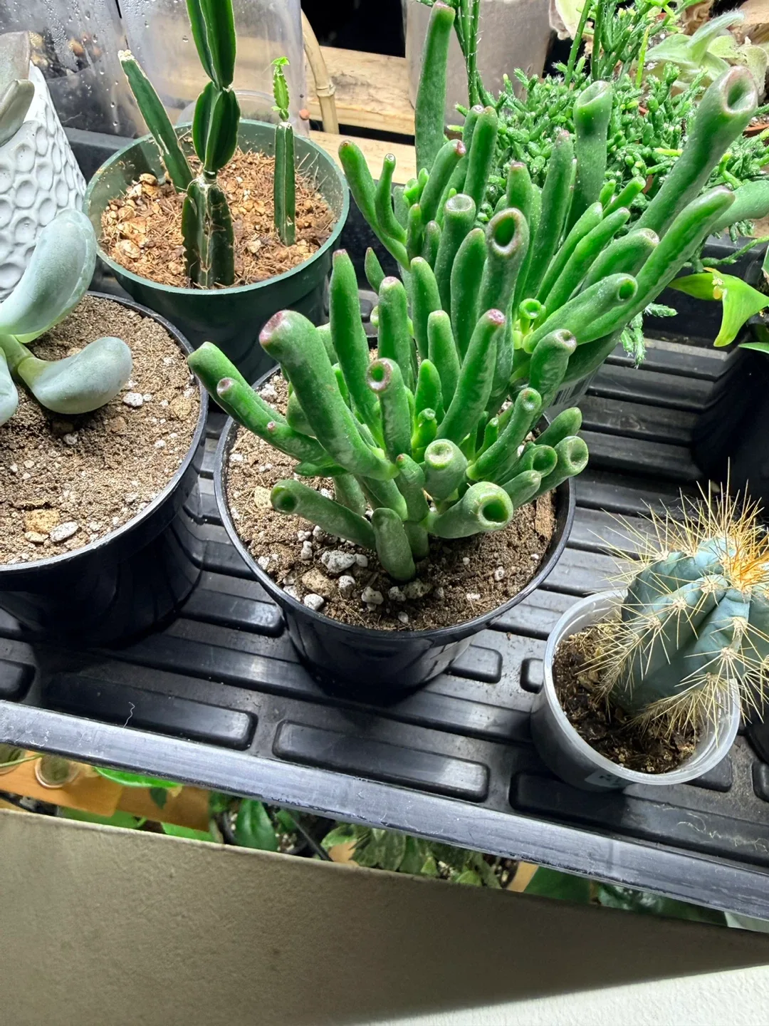 Succulent Plant image indicator(2)