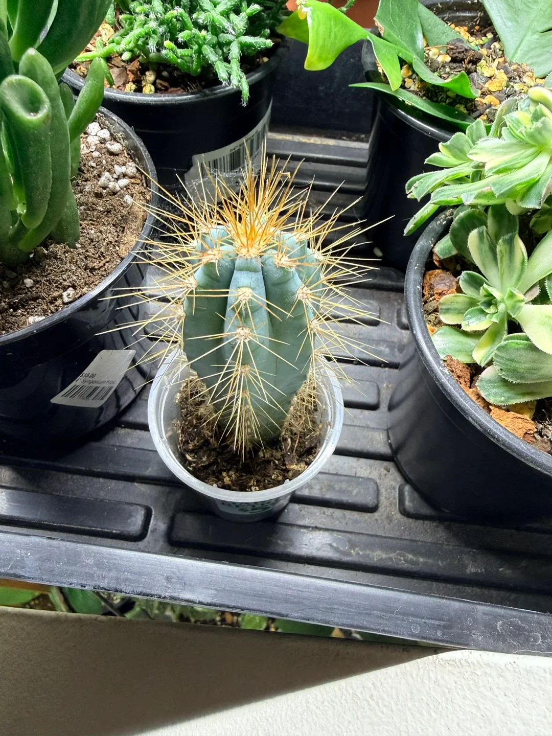 Blue Cactus