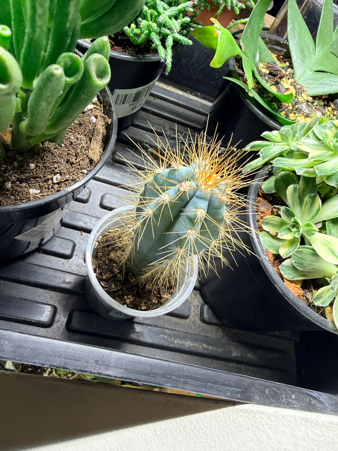 Blue Cactus - photo 2