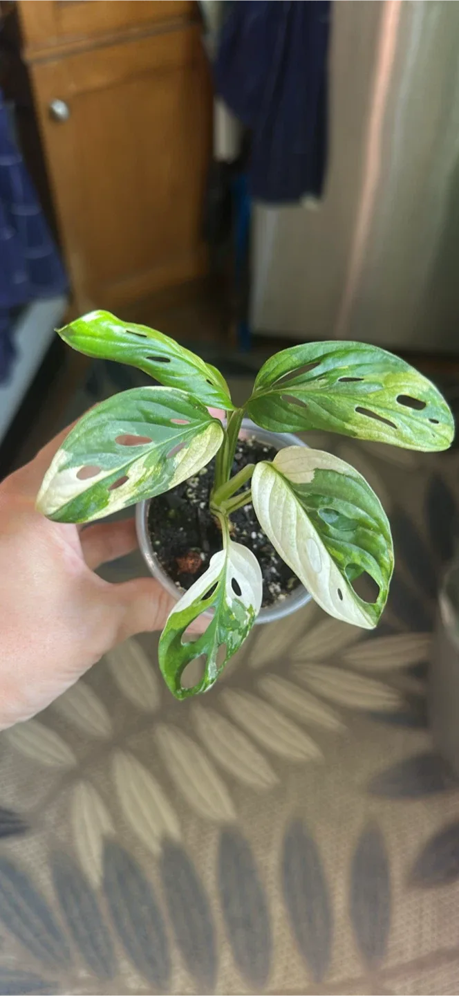 Monstera Adansonii albo Plant thumbnail