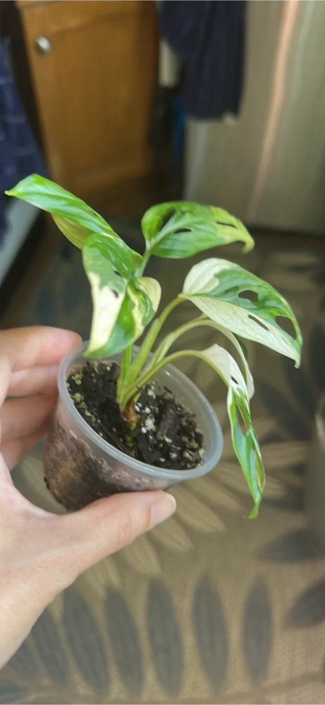 Monstera Adansonii albo Plant image indicator(2)