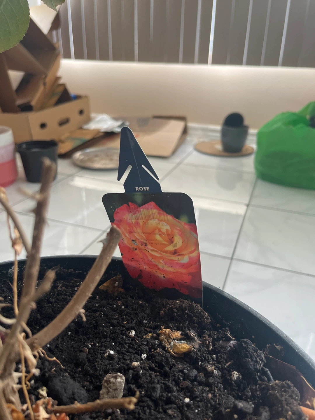 Rose Plant in Pot - photo 3