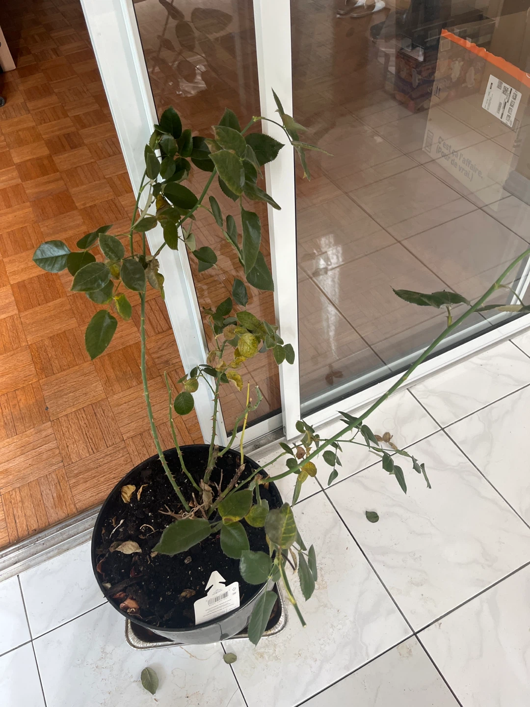 Rose Plant in Pot - photo 4