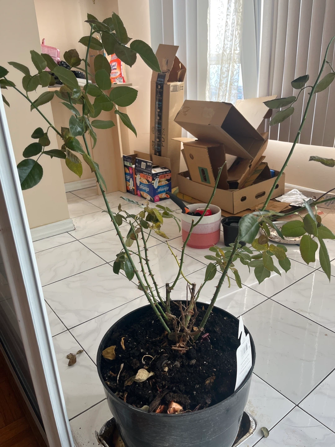 Rose Plant in Pot