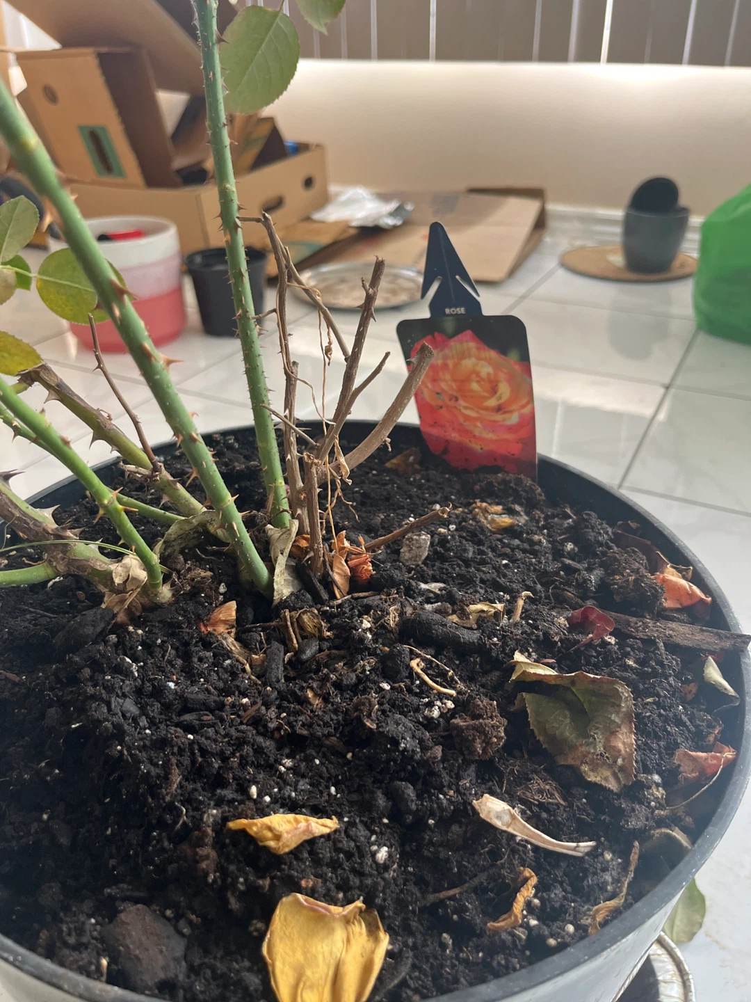 Rose Plant in Pot - photo 2