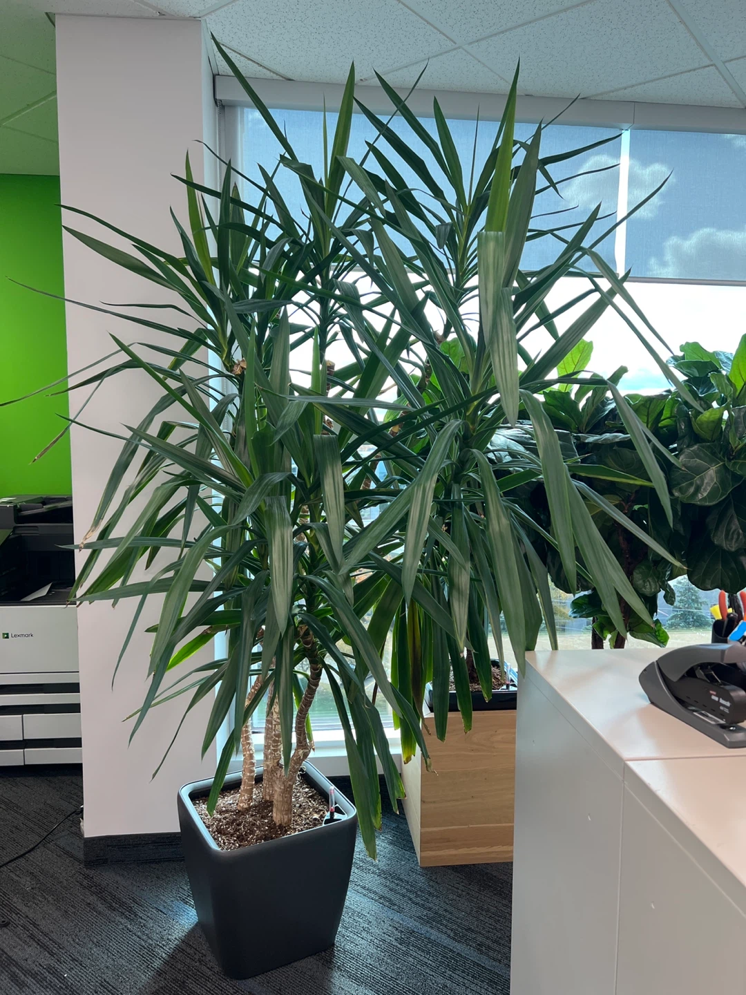 Yucca Plant in Black Pot