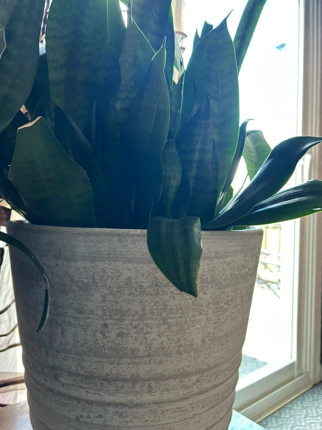 Potted Snake Plant image indicator(2)