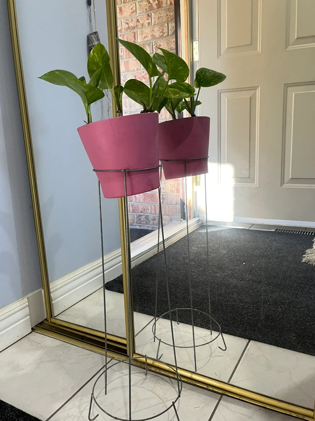 🥕Golden Pothos Plant in a pink vase on plant stand thumbnail