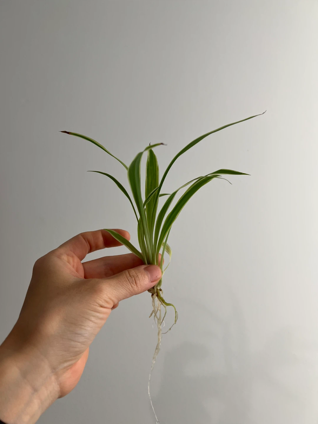 Spider Plant Cuttings - photo 4