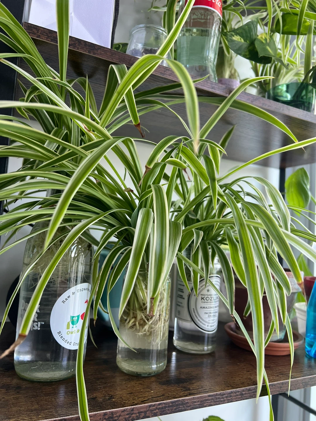 Spider Plant Cuttings - photo 2