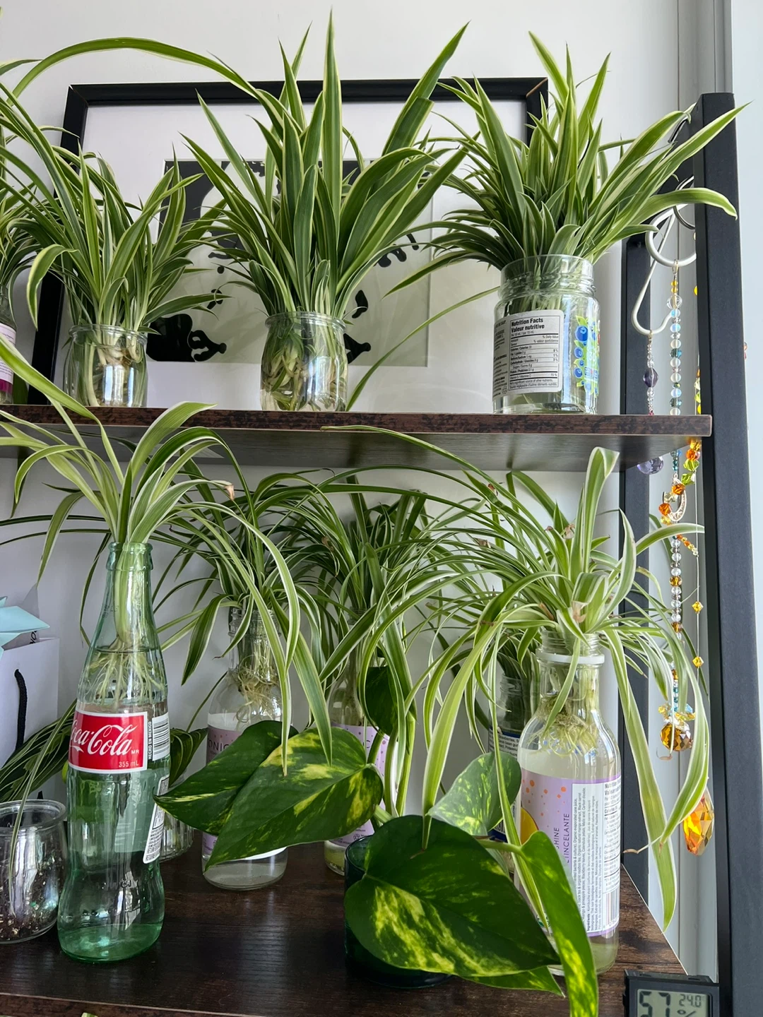 Spider Plant Cuttings - photo 5
