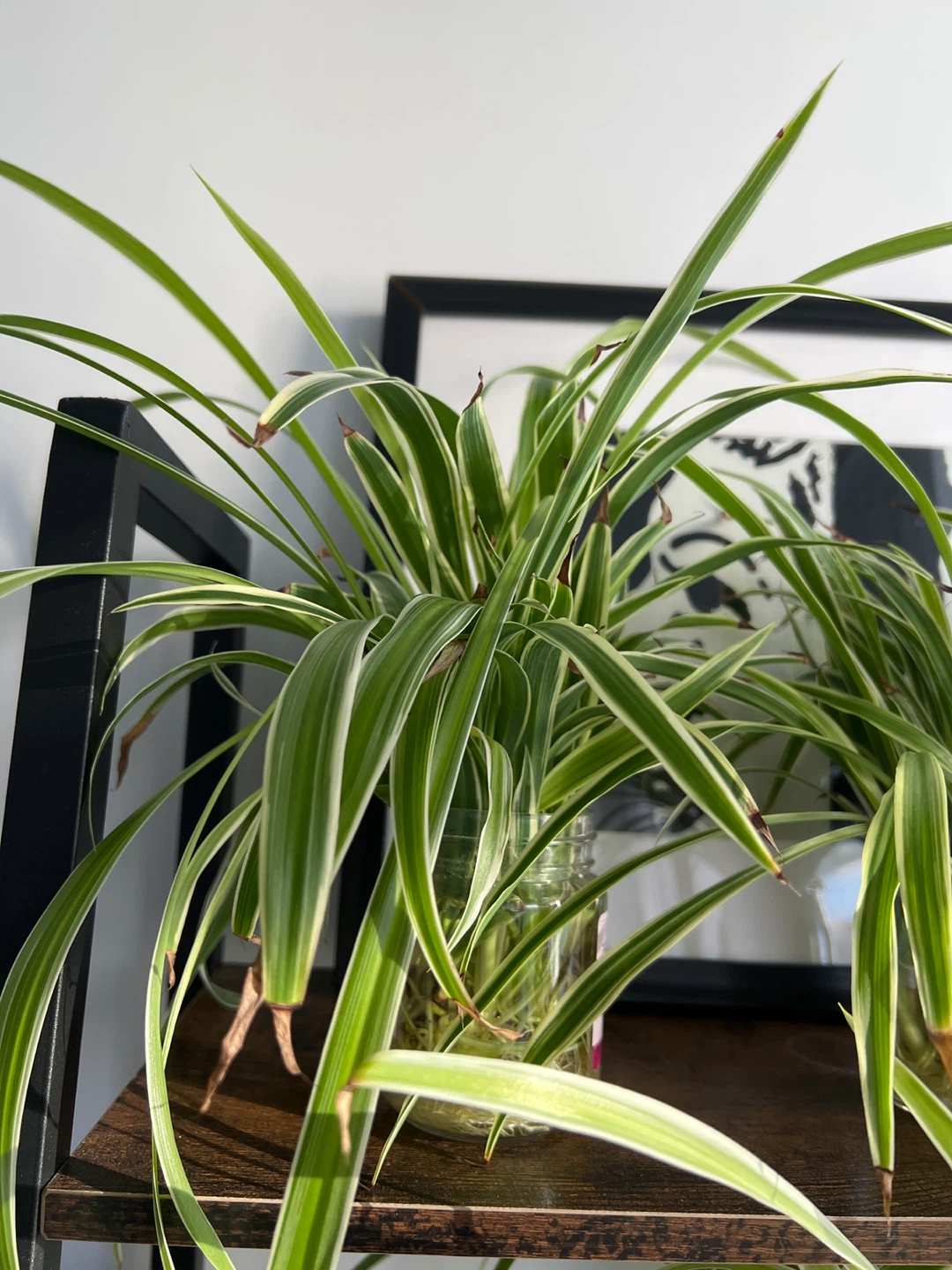 Spider Plant Cuttings