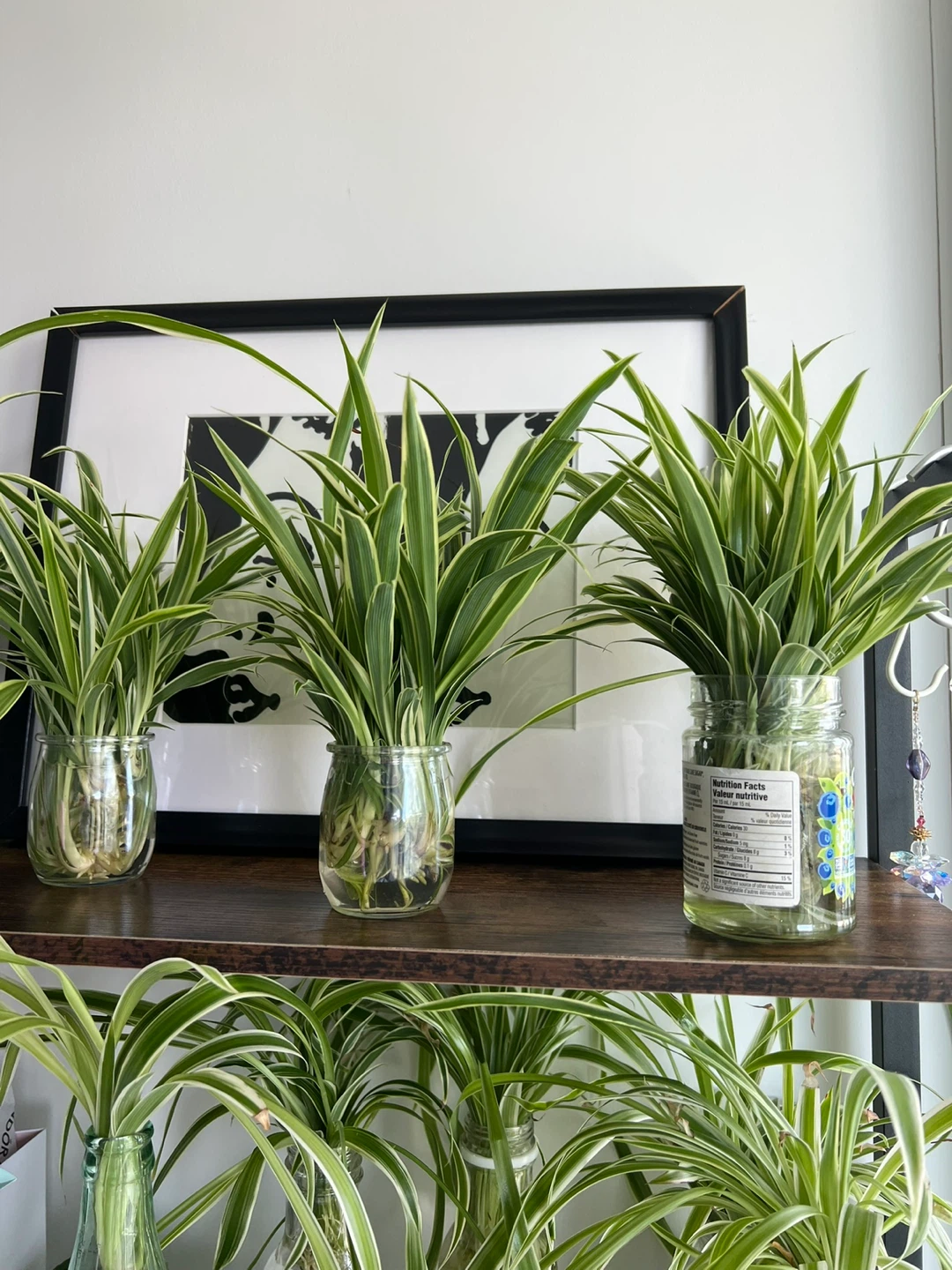 Spider Plant Cuttings - photo 3