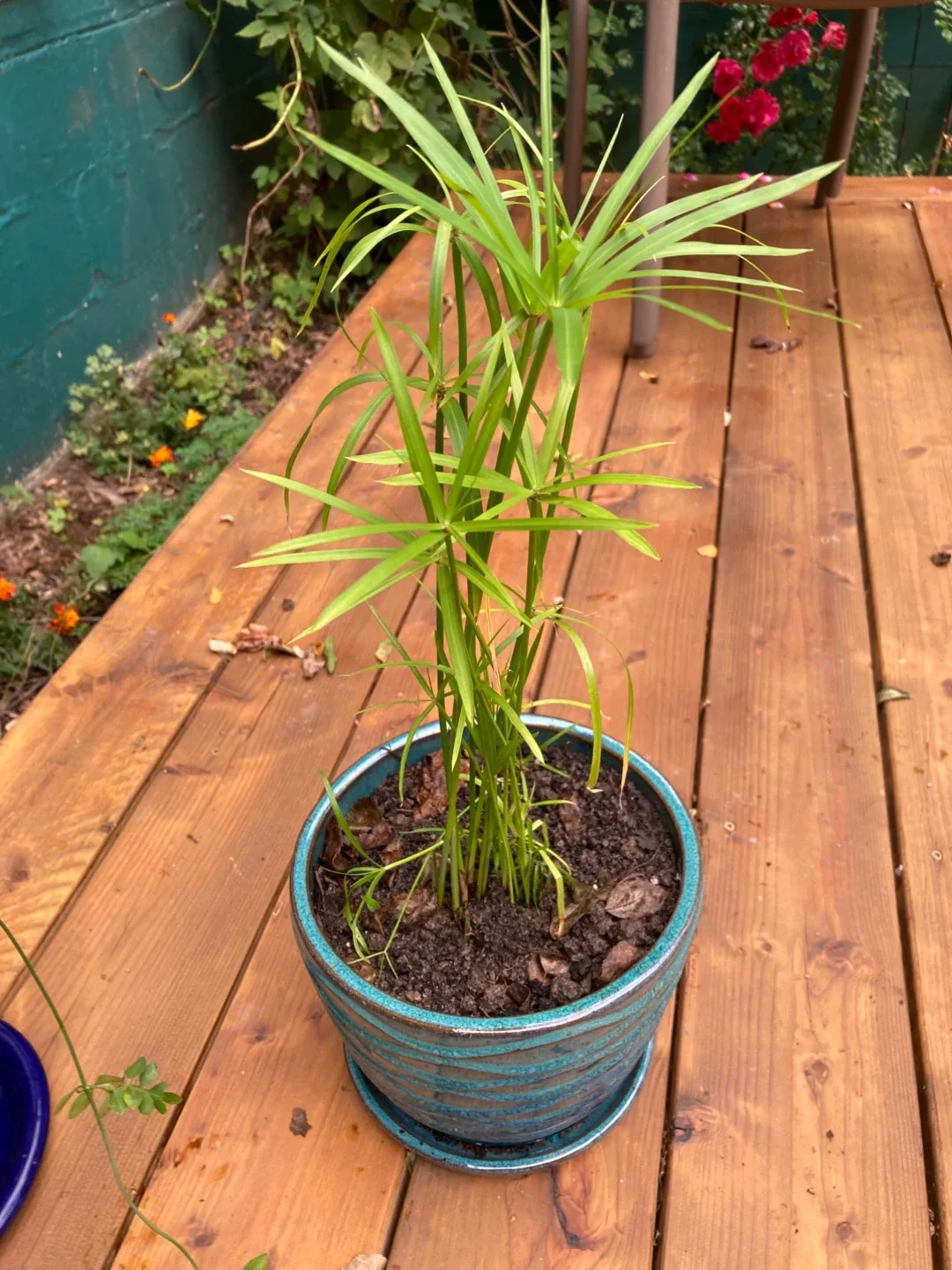 Healthy Papyrus in Ceramic Planter thumbnail