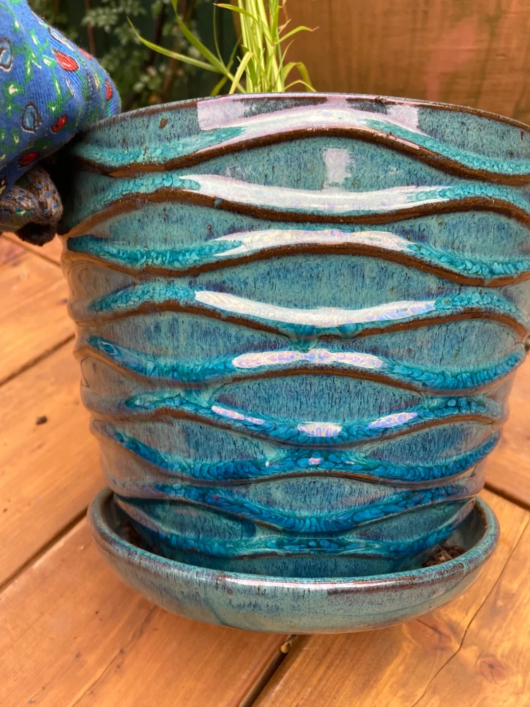 Healthy Papyrus in Ceramic Planter image indicator(3)