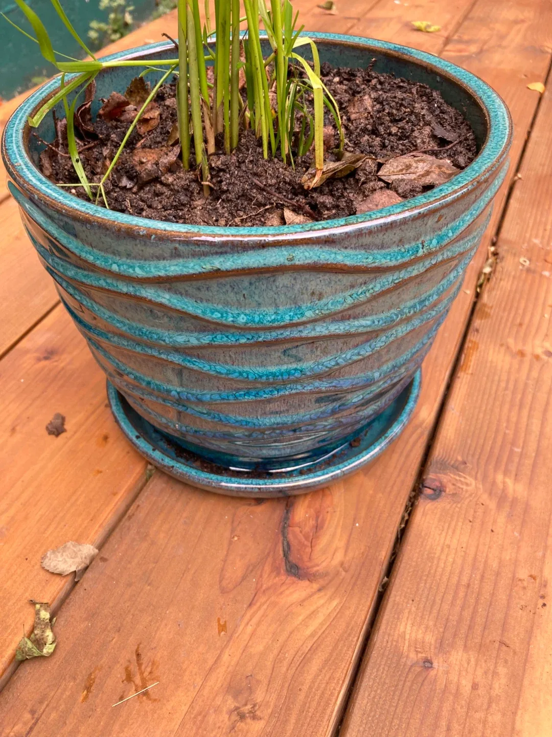 Healthy Papyrus in Ceramic Planter image indicator(2)